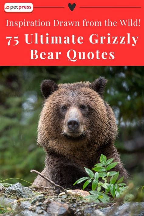 75 Ultimate Grizzly Bear Quotes Inspiration Drawn From The Wild