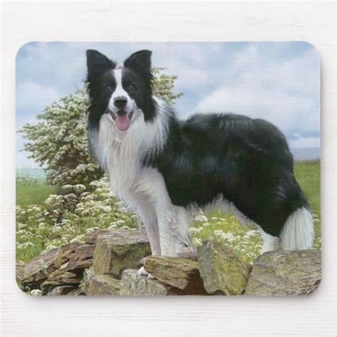 Black And White Border Collie Puppy Dog Mousepad