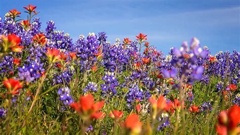 May 17, 2021 · when it comes to cultivating flowers, we look for species that can stand up to the often blistering sun of southern climates. Where to See Wildflowers in Southern California - Bring ...