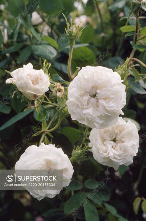 damask rose madame hardy superstock