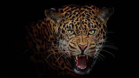 Jaguar Black Cat Animal Face Hd Wallpaper Peakpx
