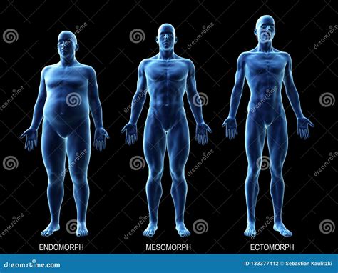 The Male Body Types Stock Illustration Illustration Of Health 133377412