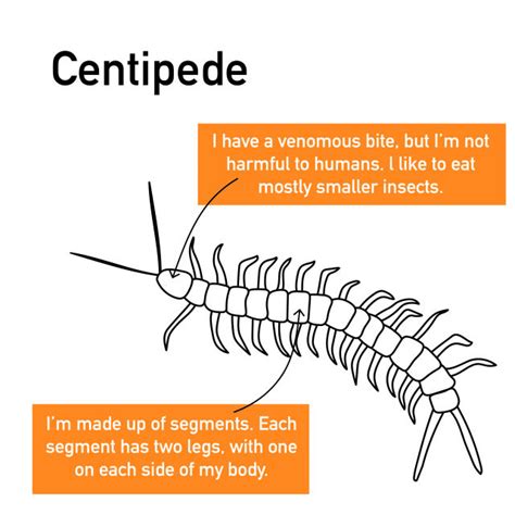 Carnegie Museum Of Natural History — Centipede Or Millipede Whats The