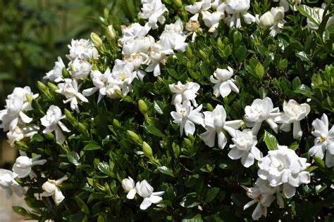 Gardenia Jasminoides Frostproof Care Guide Plantly