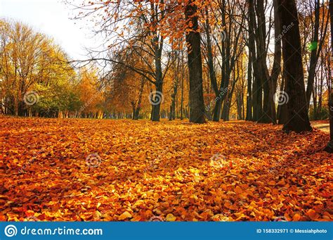 Autumn Sunny Landscape Autumn Park Trees And Fallen Autumn Leaves On