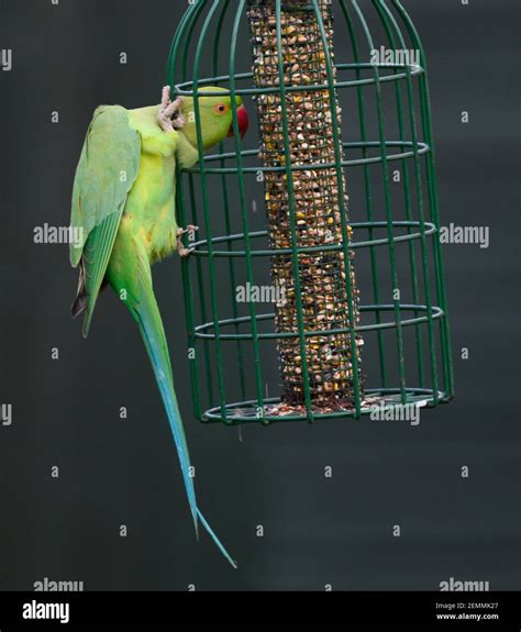 Suburban Parakeets Hi Res Stock Photography And Images Alamy