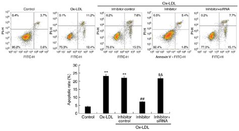 Effects Of MiR 217 Inhibitor On THP 1 Macrophage Apoptosis THP 1 Cells