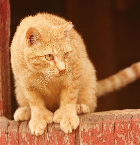 Cat With Extra Toesa Polydactyl Cat Polydactyl Cat Cats Deformed