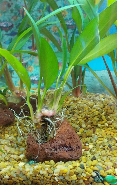 BUY 2 GET 1 FREE Anubias Frazeri Live Aquarium Plants EBay