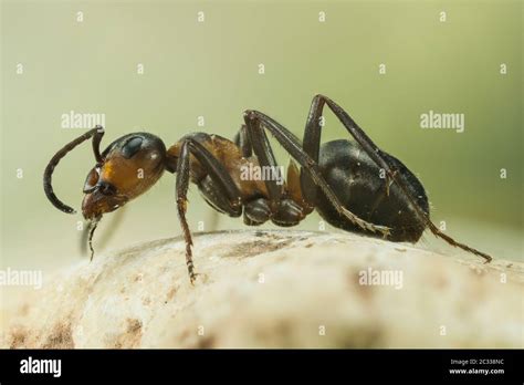 Focus Stacking Portrait Of Red Wood Ant Her Latin Name Is Formica Rufa