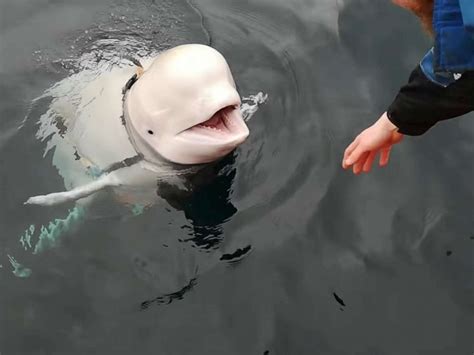 Are Beluga Whales Dangerous Aqua Realm
