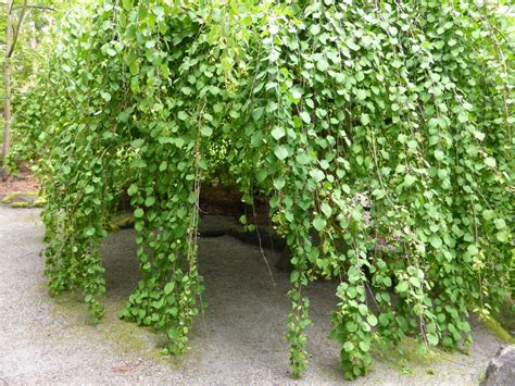 Weeping Katsura Cercidiphyllum Japonicum Morioka Weeping Garden