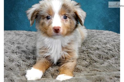 Find miniature american shepherd puppies and breeders in your area and helpful miniature american shepherd information. Miniature American Shepherd puppy for sale near San Diego ...
