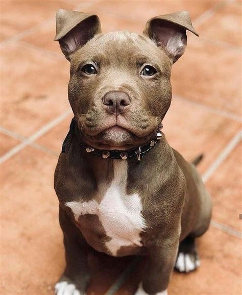Pit Bull Puppy Pitbullpuppies Very Cute Dogs Cute Dogs Cute Baby