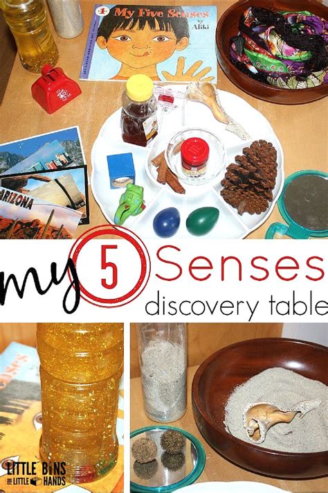 5 Senses Activity Preschool Learning About Senses Science
