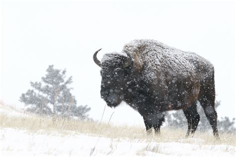 Snowy Backed Buffalo And Tree Thru Our Eyes Photography Linton