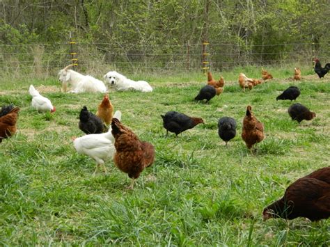 Pastured Poultry Nutrition And Forages Attra Sustainable Agriculture