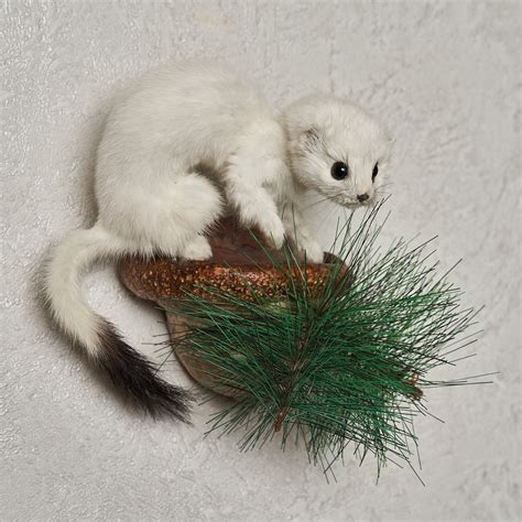 White Ermine Weasel Taxidermy Mount Stoat Mounted Stuffed Animals