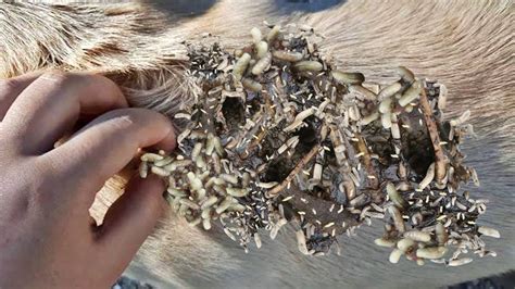 Uhm Remove 40000 Maggots From Stray Dog Removal And Deworming Maggots