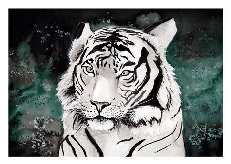 White Tiger Watercolor And Ink Illustration Art Print Matte Or Linen