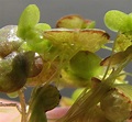 Lemna gibba L. | Plants of the World Online | Kew Science