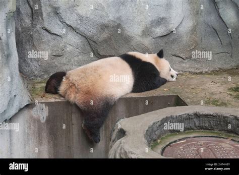 Un Oso De Panda Durmiente Dentro De La Base De Investigación De Chengdu