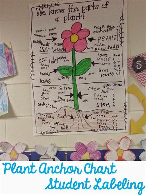 Flower Plant Science Anchor Charts Anchor Charts First Grade