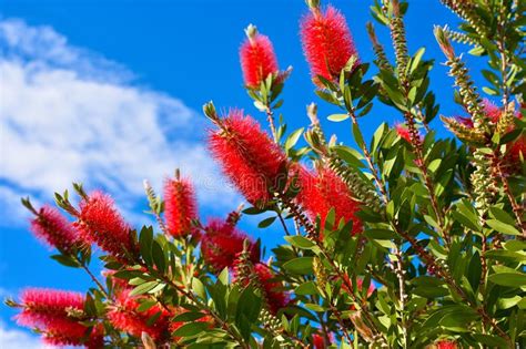 Per sopravvivere in casa, le piante con fiori devono essere non troppo delicate e abituate agli molto simile allo spatifillo è l'anthurium che è invece caratterizzato da fiori rossi, verdi o gialli. Pianta Di Callistemon Con I Fiori Del Bottlebrush Ed I ...