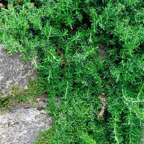 Green Plants Growing On The Side Of A Large Rock In An Area With Rocks