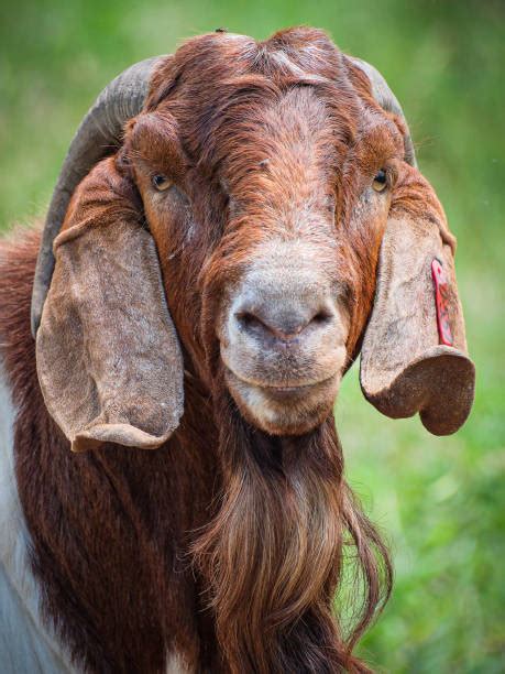 20 South African Boer Goat Stock Photos Pictures And Royalty Free