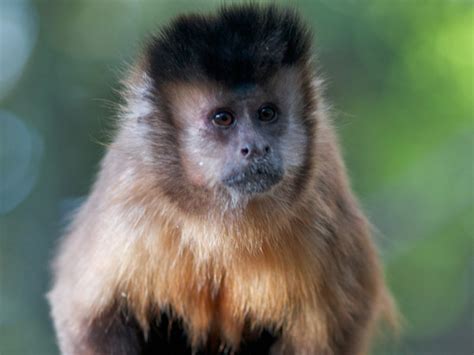 Brown Capuchin Monkey Hamilton Zoo