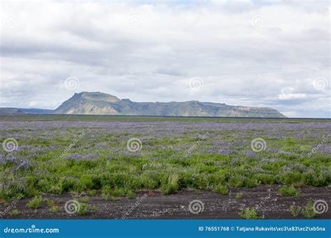 Typical Icelandic Landscape With Field Of Blooming Lupine Flowers