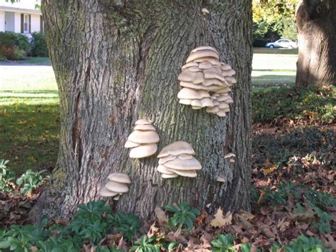 Mushroom Growing On Maple Tree