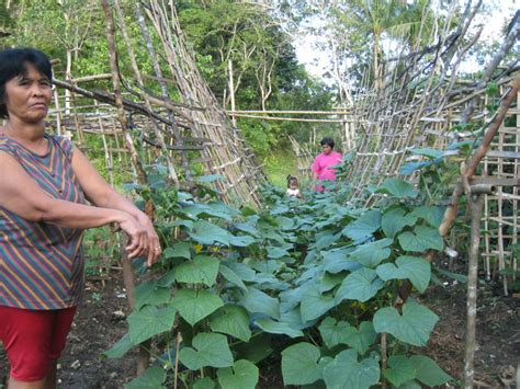 Vegetable Diversification In Janlud Batuan Bohol