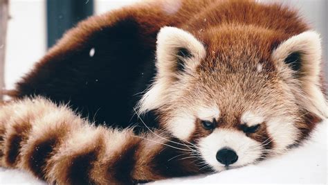 Wallpaper Red Panda Panda Fluffy Hd Widescreen High Definition