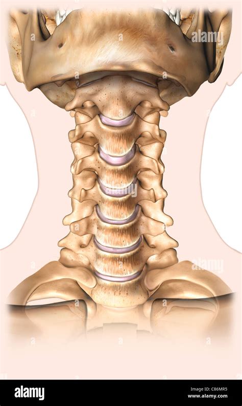 Anterior Cervical Spine