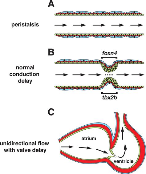 In the fishes, blood flows from heart to gills to body and back to the heart. Diagram Of Heart Chambers - Diagram Media