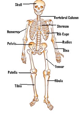 Dive deeper into your bones with this study guide and see the major bones in the body and the role. Erin Anatomy: Basic Skeletal Anatomy Worksheet