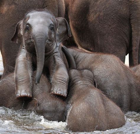 10 Baby Elephants That Will Instantly Make You Smile Bored Panda