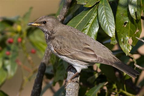 Dark Throated Thrush Female Dhanachuli Uttarakhand Flickr