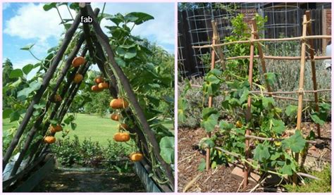 How To Build A Squash Arch Squash Trellis Garden Sprinklers
