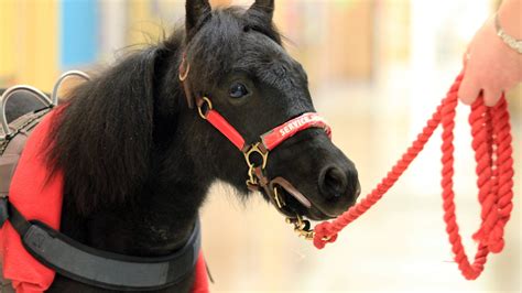 Miniature Horses As Pets