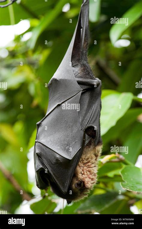 Spectacled Flying Fox Pteropus Conspicillatus Roosting Tolga Bat