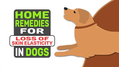 Home Remedies For Loss Of Skin Elasticity In Dogs Petmoo