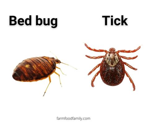 Bed Bugs Vs Ticks Side By Side Similarities And Differences Photos