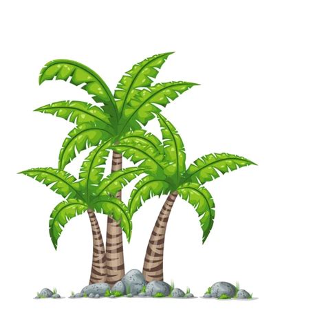 Palmeras Tropicales Dibujos Animados Aislado Sobre Fondo Blanco