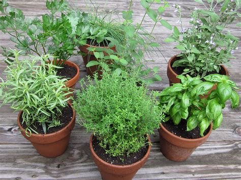 You can plant your whole garden with $20. Do You Know How Easy it is to Start Your First Herb Garden ...