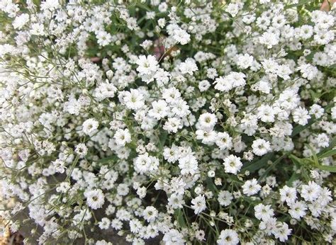 White Gypsophila Flower Seed Op White Babys Breath Flower Etsy In