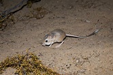 Desert Kangaroo Rat - NDOW