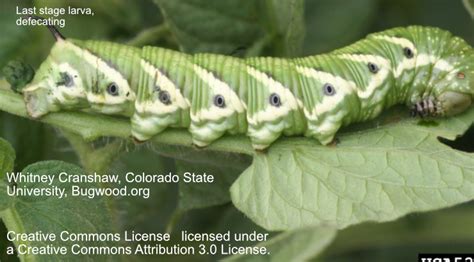 Tomato Hornworms A Comprehensive Guide For Gardeners And Curious Minds